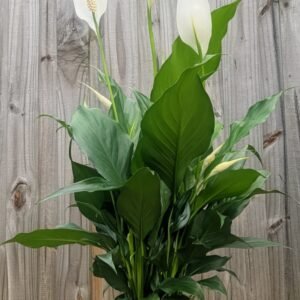 Spathiphyllum (Peace Lilly)