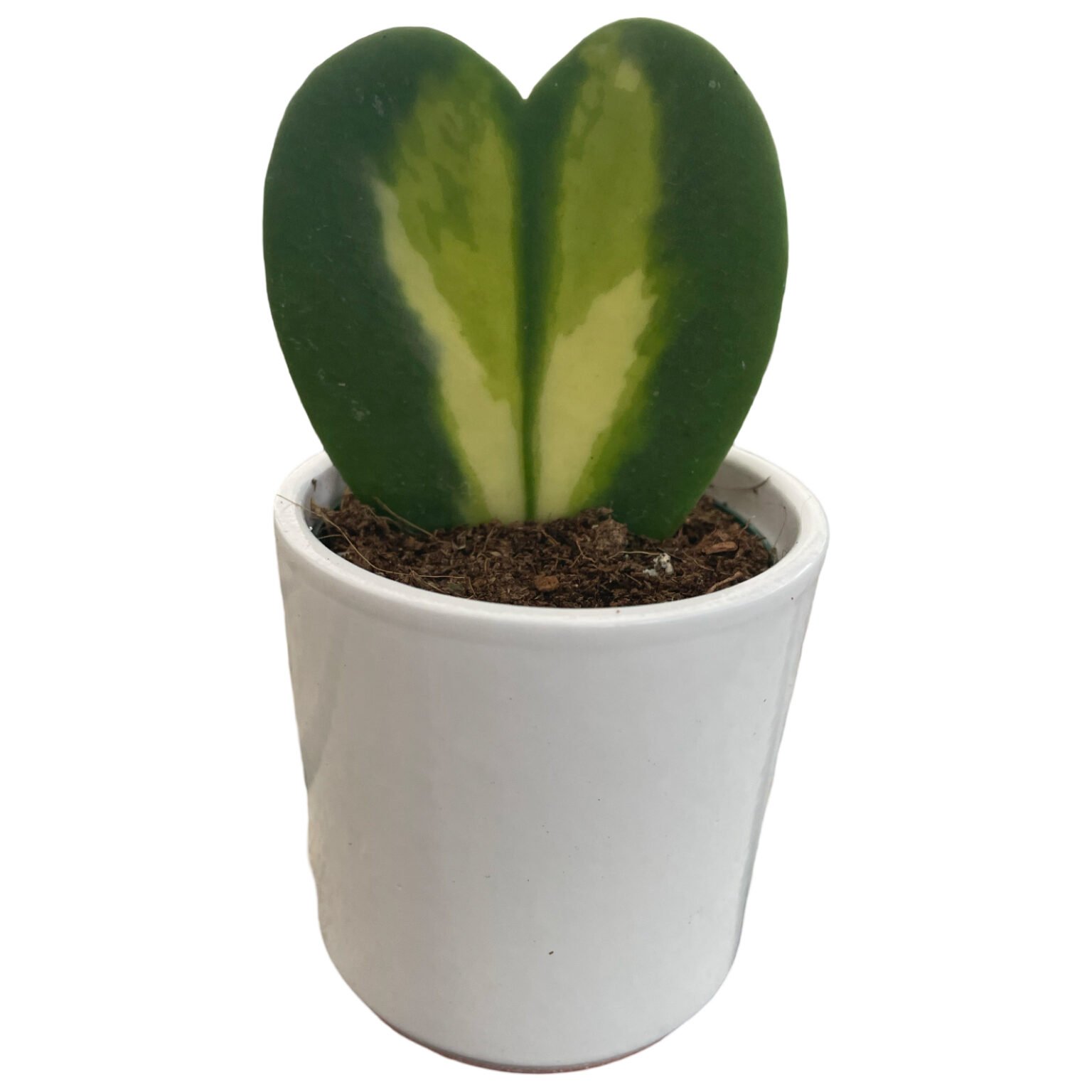 6cm Hoya Flame Ceramics