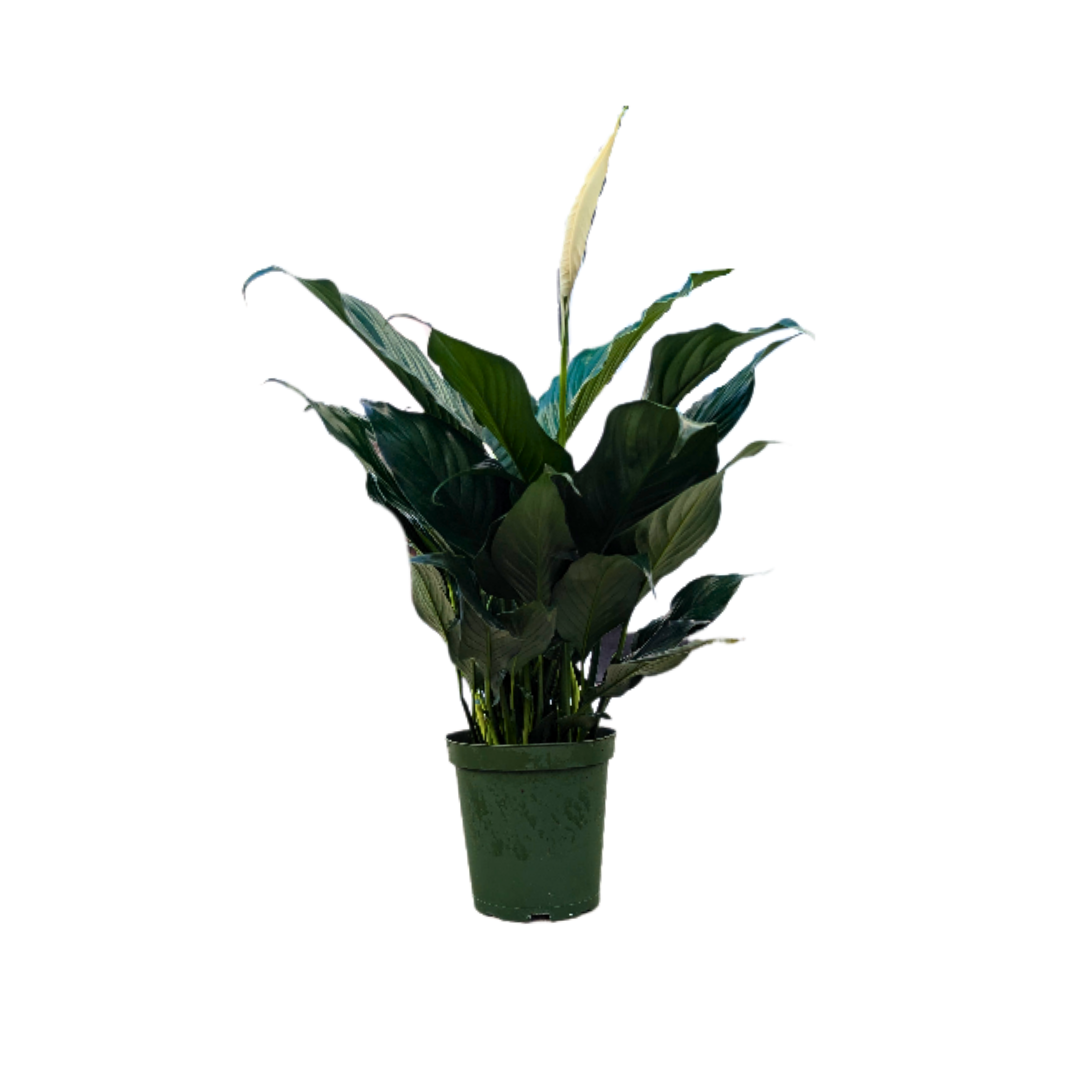 spath